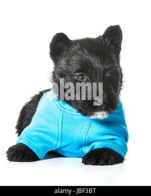 Scottish Terrier chiot portant pull bleu isolé sur fond blanc Banque D'Images