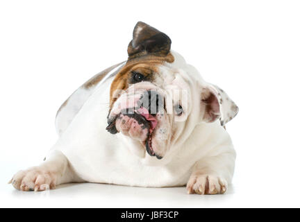 Mignon chien - bulldog Anglais avec expression idiote à la visionneuse à isolé sur fond blanc Banque D'Images