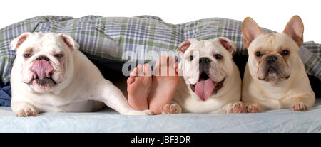 Les chiens dans le lit - trois chiens dans le lit avec les propriétaires pieds montrant isolated on white Banque D'Images