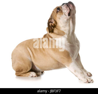 La mendicité chien - bulldog Anglais jusqu'à la isolé sur fond blanc Banque D'Images