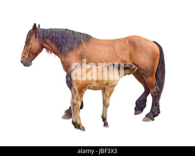 Nourrir bébé cheval jument poulain isolated on white Banque D'Images