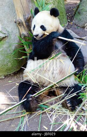 Un mignon adorable ours panda géant adultes paresseux manger le bambou. L'Ailuropoda melanoleuca se distingue par la grande parcelles noires autour de ses yeux, sur les oreilles, et à travers son corps rond. Banque D'Images