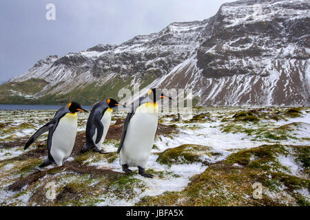 Manchots royaux sur l'île de Géorgie du Sud Banque D'Images