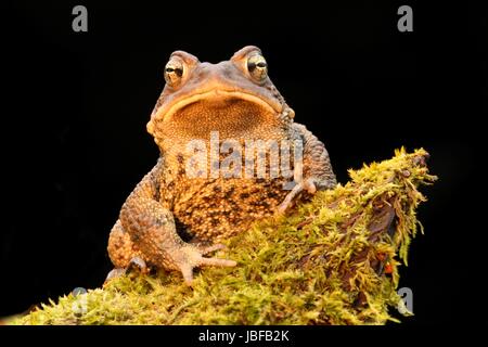 Homme Crapaud d'Amérique (Bufo americanus) avec un fond noir Banque D'Images