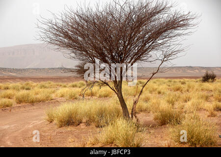 La savane dans l'ouest marocain Sahara Occidental Banque D'Images