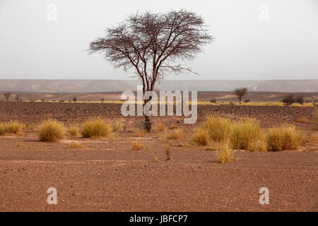 La savane dans l'ouest marocain Sahara Occidental Banque D'Images