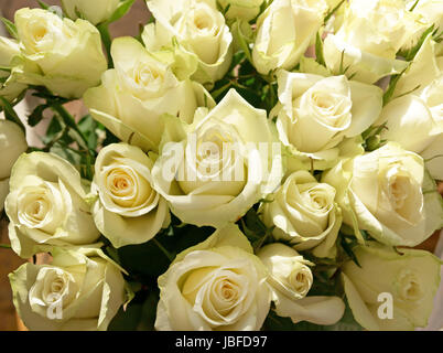 Close-up de gros bouquet de roses blanc verdâtre avec lumière du soleil Banque D'Images