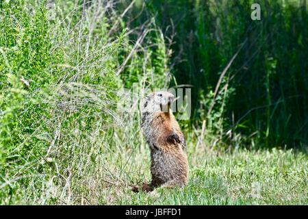 Marmotte (Marmota monax) debout sur ses pattes de derrière Banque D'Images