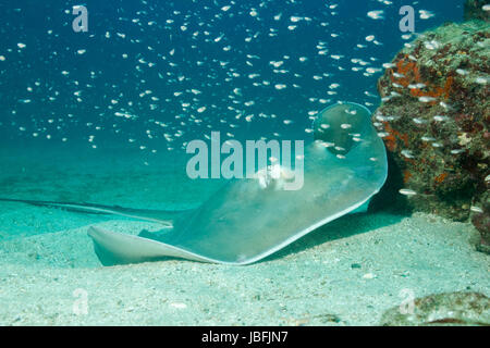 Le sud de Stingray (Dasyatis americana) sur le fond de sable, l'Île Cano, Costa Rica Banque D'Images