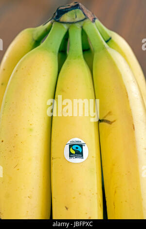 Bande de bananes du commerce équitable Fairtrade ou avec le logo de la Colombie Banque D'Images
