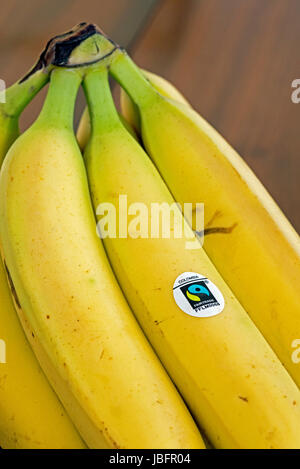 Bande de bananes du commerce équitable Fairtrade ou avec le logo de la Colombie Banque D'Images