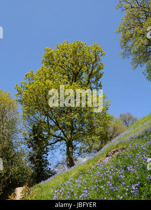 Banque d'Espagnol bluebells avec arbres entrée en leaf against a blue sky Banque D'Images