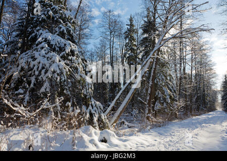 Après les chutes de neige en peuplement feuillu matin avec de la neige et de l'épinette enveloppé d'aulnes principalement par route de terre Banque D'Images