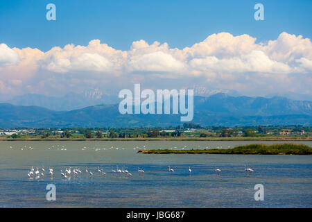 Oiseaux Flamingo se reposant dans les aires protégées Natura dans le lac Kotichi à Ilia, Grèce, l'une des nombreuses zones protégées Natura, où le visiteur Banque D'Images