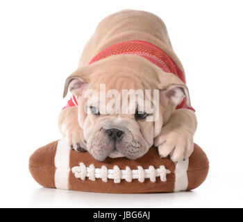 Chien de sport - chiot bouledogue anglais portant sur football peluche isolé sur fond blanc - 9 semaines Banque D'Images