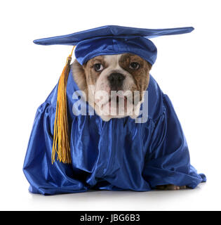 Obéissance - chiot bulldog Anglais portant costume graduation isolé sur fond blanc Banque D'Images