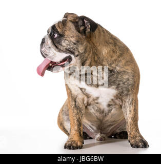 Chien haletant - deux ans bulldog Anglais à la recherche pour le côté isolé sur fond blanc Banque D'Images