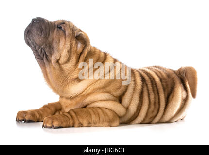 Chinese Shar Pei chiot portant jusqu'à la isolé sur fond blanc Banque D'Images