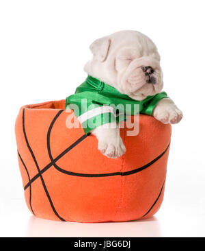 Chiot bouledogue - chien de sport à l'intérieur d'un terrain de basket-ball Banque D'Images