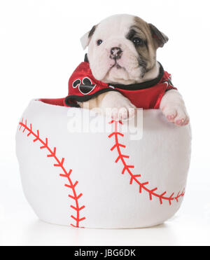 Chien chiot bouledogue sports - baseball à l'intérieur d'un Banque D'Images