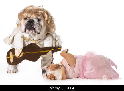 Bulldog anglais portant costume rock star avec ventilateur évanouissement à ses pieds Banque D'Images