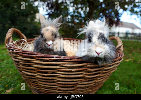 Les Jeunes lapins tête de lion dans un panier