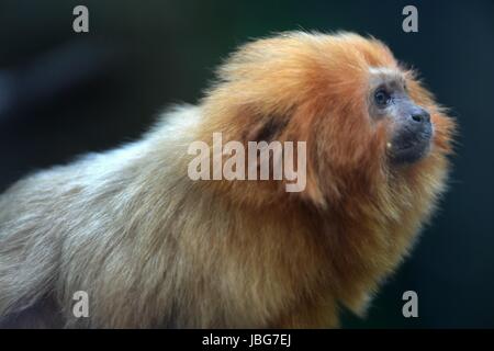 Un gros plan d'un Tamarin Doré Banque D'Images