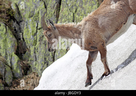 , Capra ibex ibex, descendre une pente raide pente enneigée contre les falaises de montagne couverte de lichens Banque D'Images