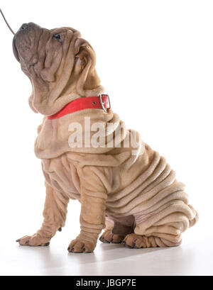 Formation de chien - Shar Pei chinois assis avec collier et laisse sur isolé sur fond blanc Banque D'Images