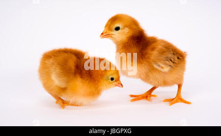 Un Rhode-island rouge Baby Chicken se distingue avec une Sœur seul quelques jours Banque D'Images