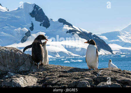 Manchots au Paradise Harbour, l'Antarctique Banque D'Images