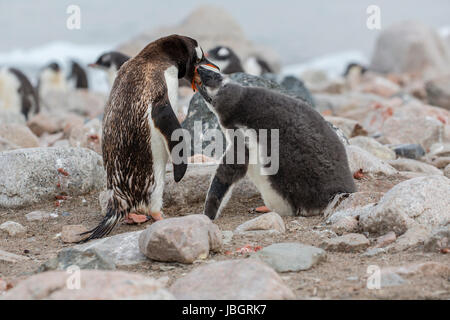 Gentoo pingouin nourrir son poussin à Dorian Bay, Antarctique Banque D'Images