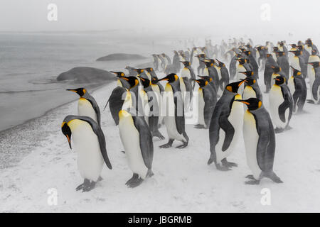 Manchots royaux sur l'île de Géorgie du Sud Banque D'Images