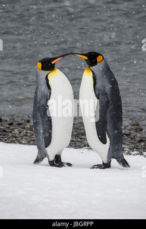 Manchots royaux sur l'île de Géorgie du Sud Banque D'Images