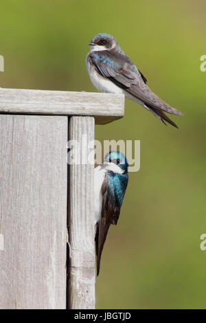 Paire de l'Hirondelle bicolore (Tachycineta bicolor) sur une maison d'oiseau Banque D'Images
