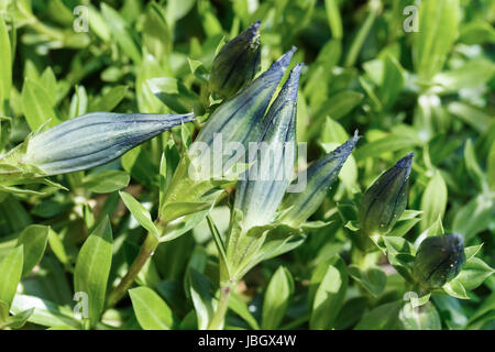 Bud de trompette, bleu gentiane fleurs de printemps dans le jardin sur fond vert Banque D'Images