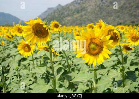 champ de tournesols Banque D'Images
