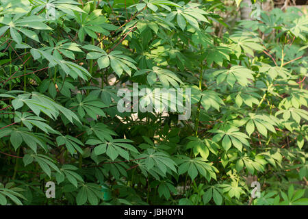 Les feuilles de manioc contexte Banque D'Images