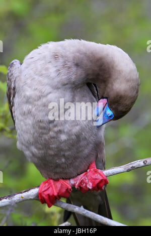 Fou à pieds rouges (Sula sula) se lissant les plumes sur l'île de Genovesa, Parc National des Galapagos, Equateur Banque D'Images