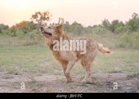 Golden Retriever dog secoue l'eau après une baignade Banque D'Images