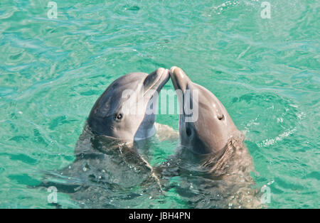 Deux dauphins s'embrasser dans les eaux des Caraïbes. Banque D'Images