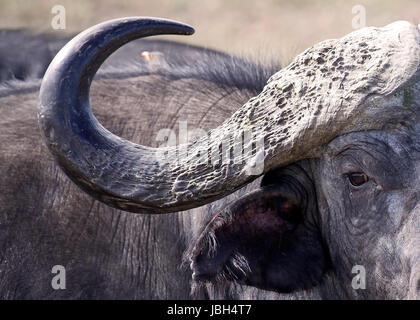 Buffle africain cap race (Sincerus caffer). Dans l'animal sauvage te Banque D'Images