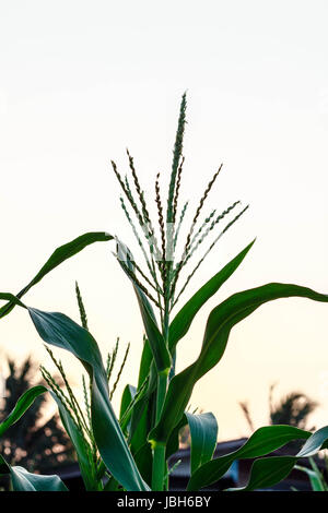 Inflorescence à plantation de maïs avec le ciel Banque D'Images