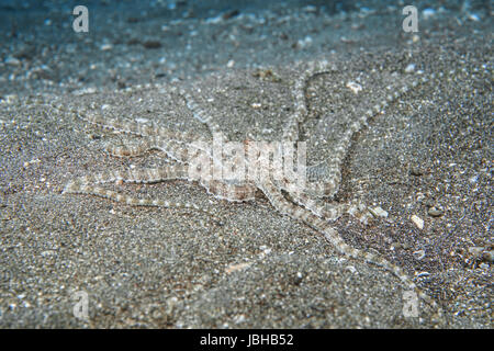 Mimic Octopus (Thaumoctopus mimicus) dans le Détroit de Lembeh Banque D'Images