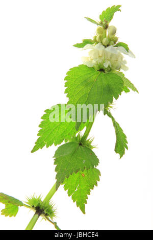 Weiße Taubnessel (Lamium album) vor Hintergrund weißem freigestellt Banque D'Images