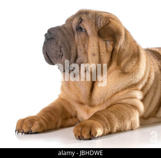 Chiot Shar Pei chinois fixant isolé sur fond blanc Banque D'Images