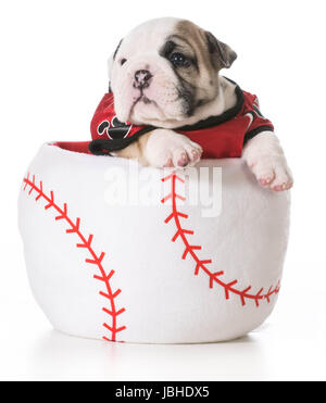 Chien chiot bouledogue sports - baseball à l'intérieur d'un Banque D'Images