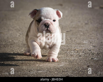 Chiot bouledogue anglais tournant à l'extérieur - 6 semaines Banque D'Images