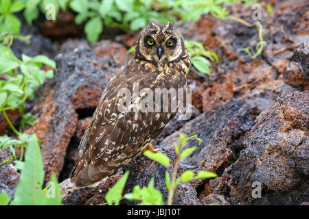 Le hibou des marais (Asio flammeus) sur l'île de Genovesa, Parc National des Galapagos, Equateur Banque D'Images