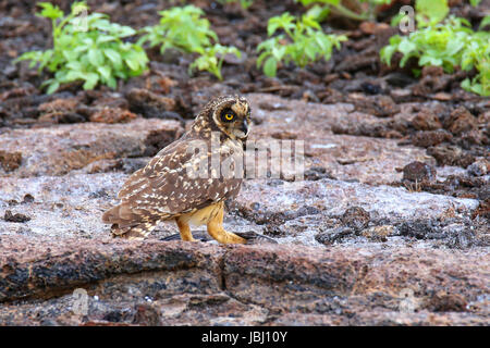 Le hibou des marais (Asio flammeus) sur l'île de Genovesa, Parc National des Galapagos, Equateur Banque D'Images